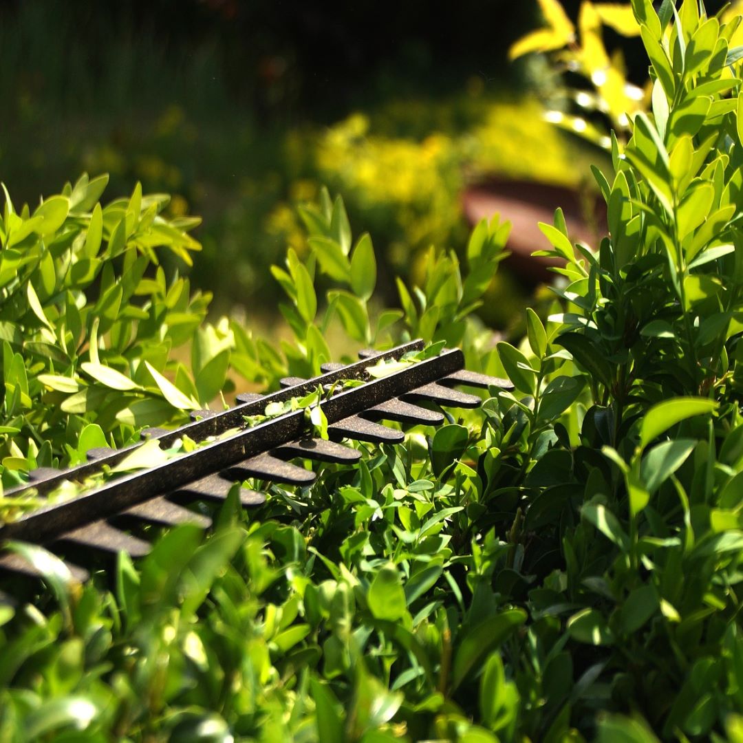 Hedge Cutting
