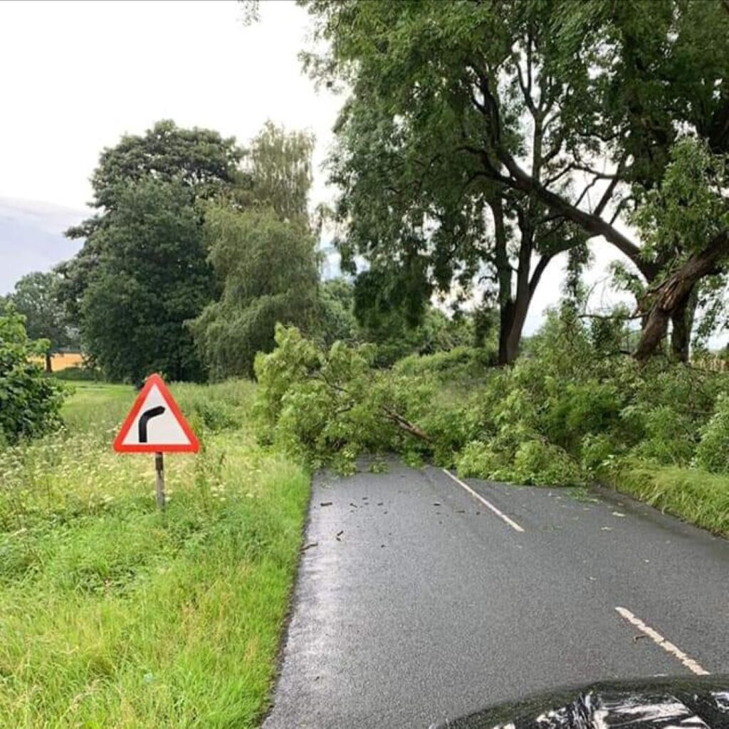 Emergency Tree Services, Harrogate