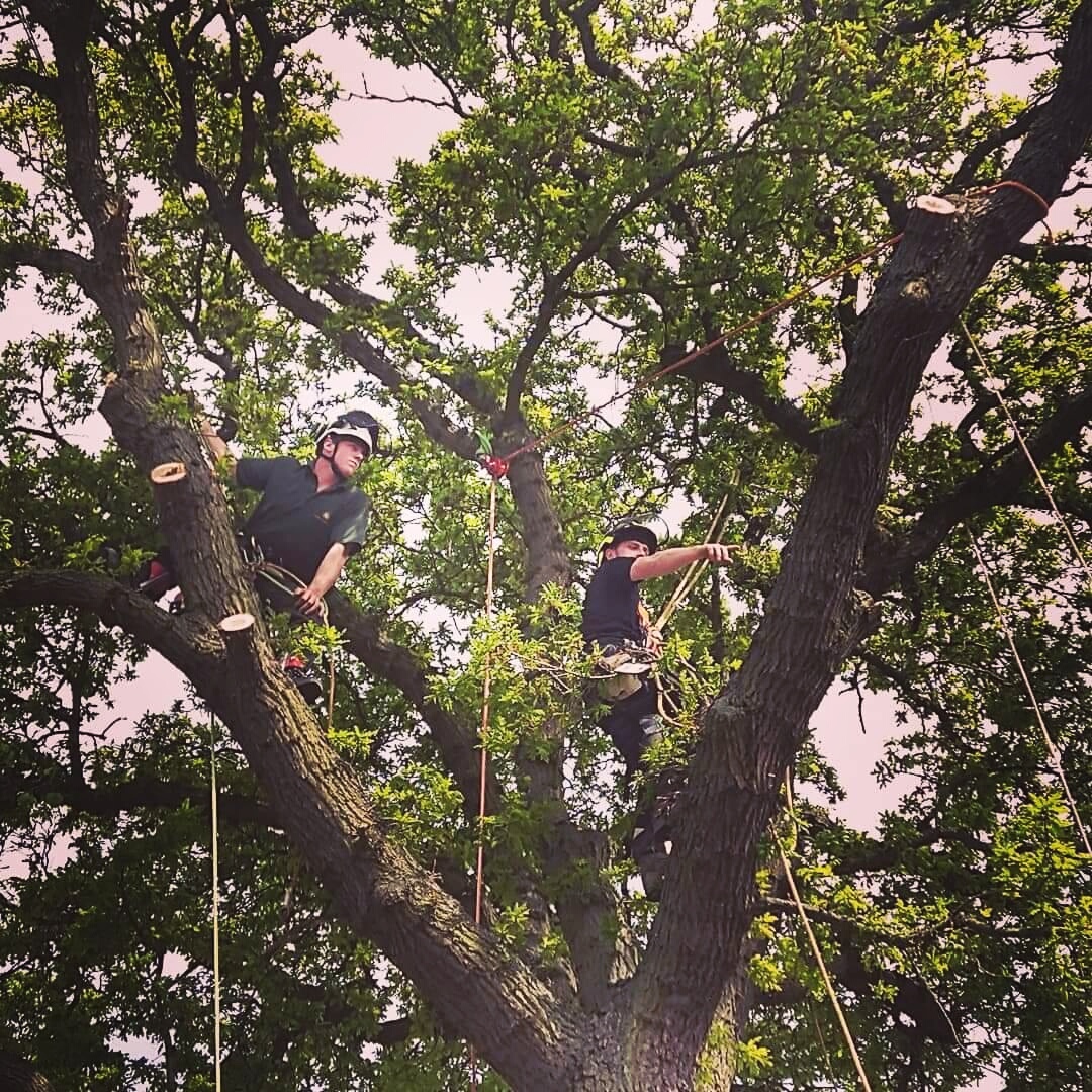 Tree Surgeon